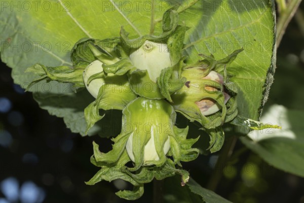 Hazelnut green leaves and four fruits, Buchhofen, Bavaria, Germany