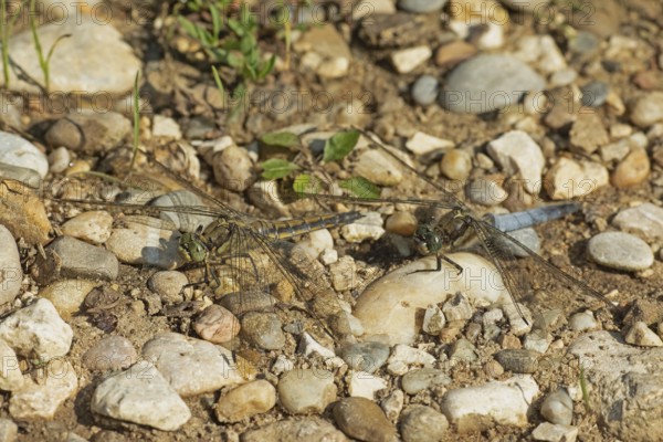 Large blue arrow male and female sitting side by side looking left, Pfatter, Bavaria, Germany
