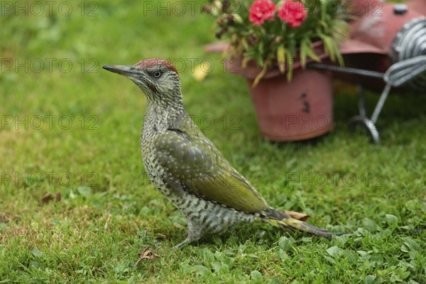Green woodpecker young bird standing in green grass, Buchhofen, Bavaria, Germany