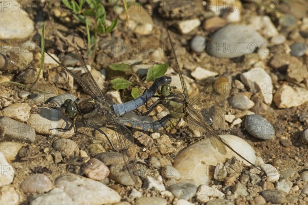 Large blue arrow male and female looking differently when mating on stones, Pfatter, Bavaria, Germany
