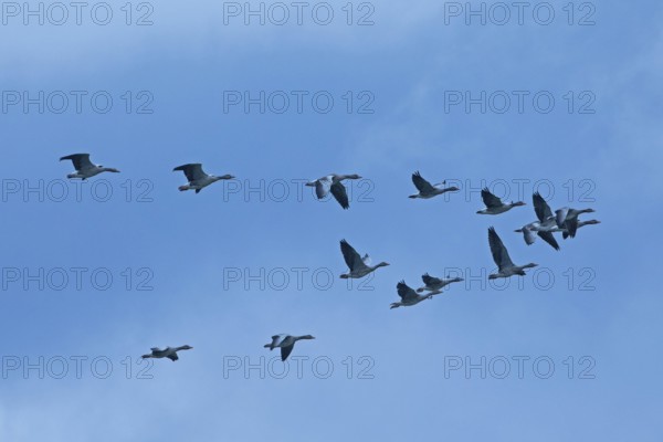 Grey goose many birds with open wings flying right in front of blue sky, Pfatter, Bavaria, Germany
