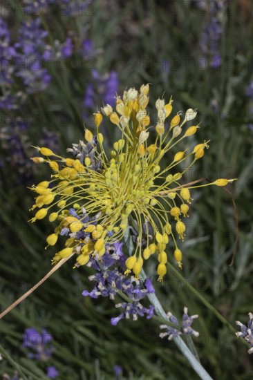 Yellow leek inflorescence with many yellow flowers in front of purple flowers, Buchhofen, Bavaria, Germany