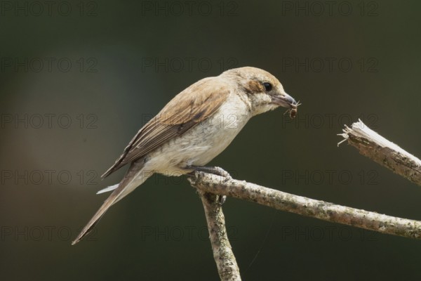 Red-backed shrike young bird with food in beak sitting on branch looking right, Arnhofen, Bavaria, Germany