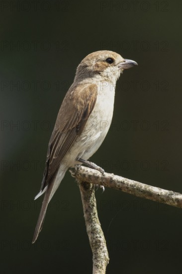 Red-backed shrike young bird sitting on branch looking right, Arnhofen, Bavaria, Germany