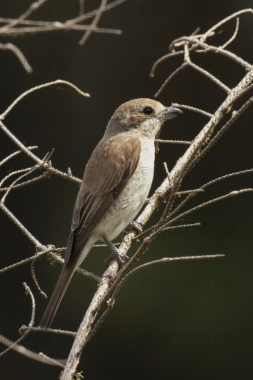 Red-backed shrike young bird sitting on branch looking right, Arnhofen, Bavaria, Germany
