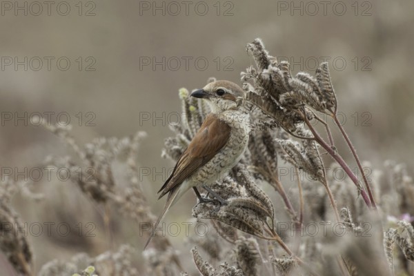 Red-backed shrike young bird sitting on brown fruit stands looking back from the front left, Arnhofen, Bavaria, Germany