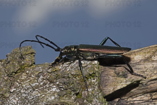 Muskbuck sitting on tree trunk looking left against blue sky, Buchhofen, Bavaria, Germany