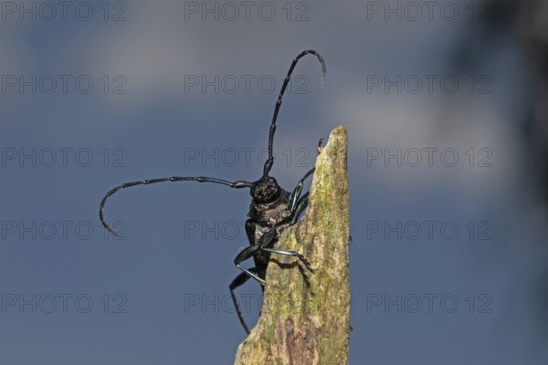 Muskbuck hanging from a tree stump looking from the front against blue sky and white clouds, Buchhofen, Bavaria, Germany