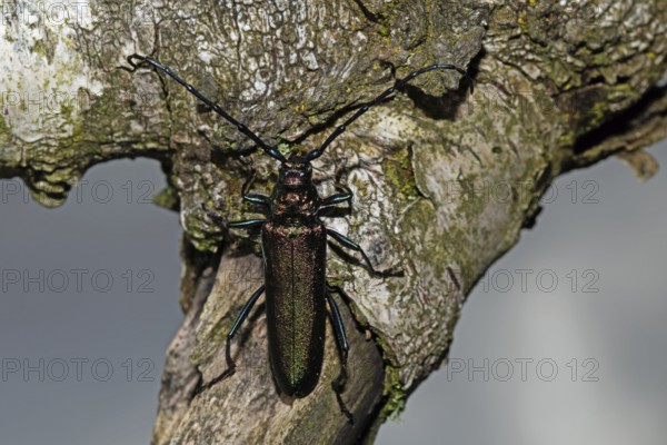 Muskbuck sitting on tree trunk looking up against blue sky, Buchhofen, Bavaria, Germany