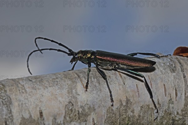 Muskbuck sitting on tree trunk looking left against blue sky and white clouds, Buchhofen, Bavaria, Germany