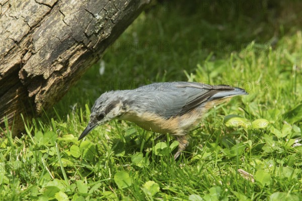Nuthatch young bird standing in green grass looking down on the left, Buchhofen, Bavaria, Germany