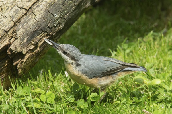 Nuthatch young bird with nut in beak looking left in green grass, Buchhofen, Bavaria, Germany