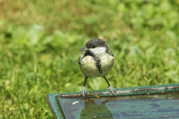 Great tit standing on table with water in green grass looking from front left, Buchhofen, Bavaria, Germany