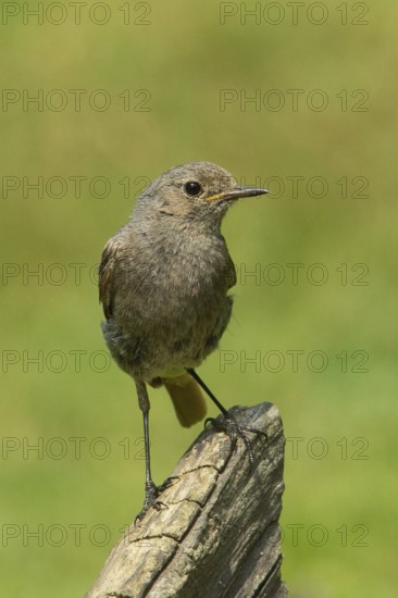 House redtail branch standing from front right, Buchhofen, Bavaria, Germany