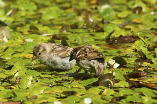 House sparrow looking at two birds standing side by side on water plants, Buchhofen, Bavaria, Germany