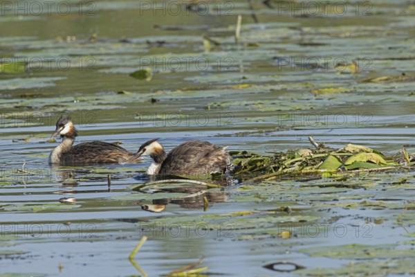 Grebes two adult birds with reflection next to nest floating in water left, Pfatter, Bavaria, Germany
