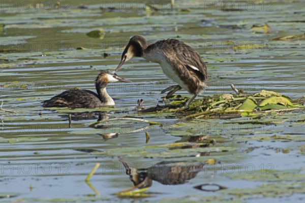 Grebe two adult birds with reflection next to nest with egg standing in water looking left and swimming right seeing and young bird swimming in water from behind, Pfatter, Bavaria, Germany