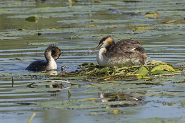 Grebe two adult birds with reflection sitting on nest looking left and swimming right seeing and young bird swimming in water looking right, Pfatter, Bavaria, Germany