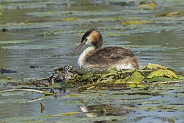 Grebe adult bird sitting in nest in water looking left with two young birds swimming next to nest looking right, Pfatter, Bavaria, Germany