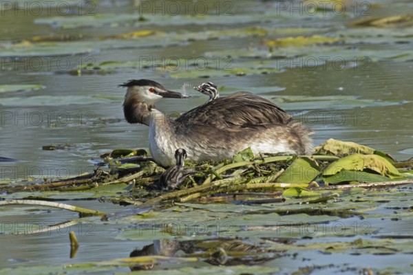 Grebe adult bird sitting in nest looking back with young bird in plumage sitting left looking at feeding and young bird in front of nest from behind, Pfatter, Bavaria, Germany