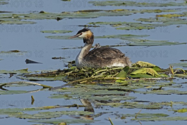 Grebe adult bird sitting in nest in water looking left with young bird in plumage sitting left looking, Pfatter, Bavaria, Germany