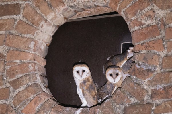 Barn owl four young birds in a round wall opening looking from the front, Kitzenhofen, Bavaria, Germany