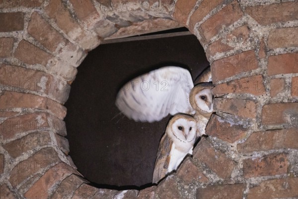 Barn owl two young birds with open wings in a round wall opening looking from the front, Kitzenhofen, Bavaria, Germany
