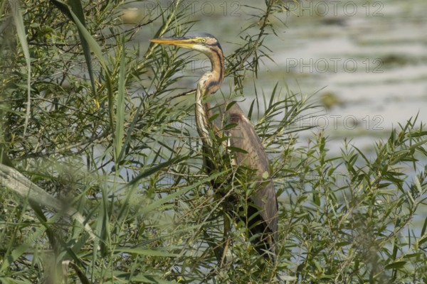 Purple heron standing in green willow bushes looking left in front of water, Pfatter, Bavaria, Germany
