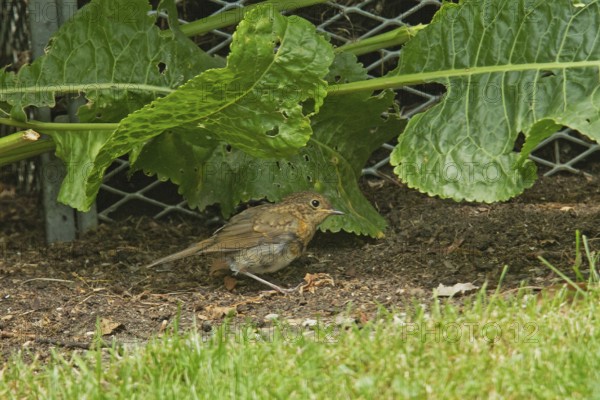 Robin looking right on the ground in front of green leaves, Buchhofen, Bavaria, Germany