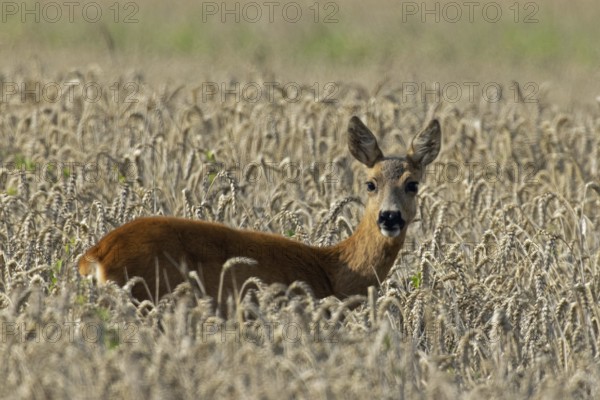 Deer in cornfield standing looking right, Pfatter, Bavaria, Germany
