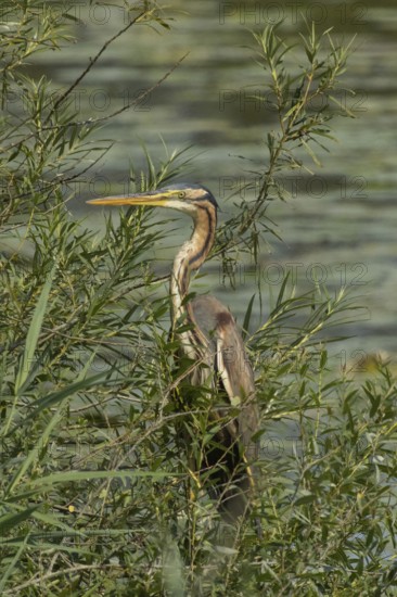 Purple heron standing in green willow bushes looking left in front of water, Pfatter, Bavaria, Germany