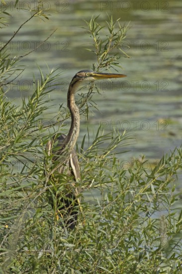 Purple heron in green willow bushes standing in front of water looking from the front right, Pfatter, Bavaria, Germany