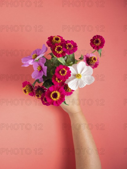 Hand holding fresh zinnias and cosmos, offering a colorful floral arrangement