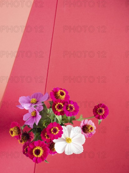 Group of vibrant pink, magenta, and white flowers creating a colorful border