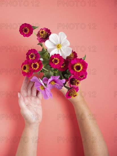 Woman's hands arranging a vibrant bouquet of zinnia and cosmos flowers on a coral background