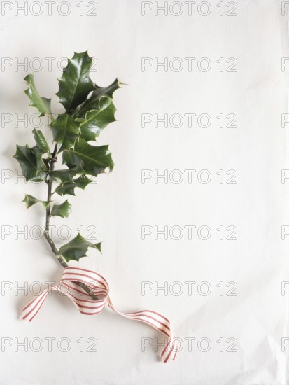 Holly sprig decorated with a red and white striped ribbon on a blank background
