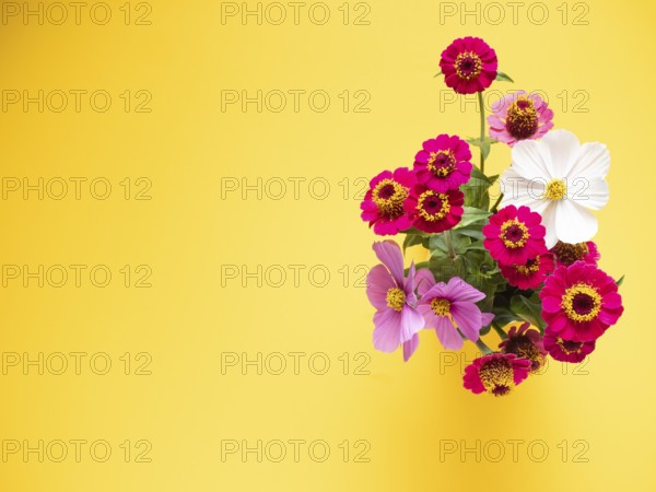 Zinnia flowers blooming in a vibrant bouquet on a bright yellow background