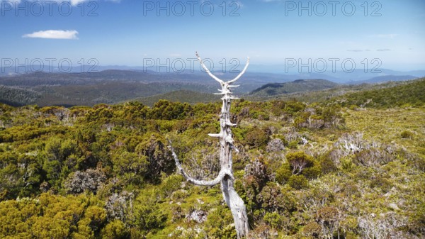 A dead tree in front of the vastness of Tasmania, photograped with a drone