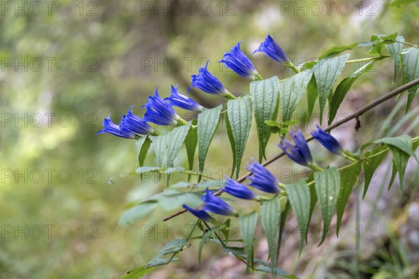 Blooming swallowwort gentian (Gentiana asclepiadea) seen in the Chiemgau Alps, Bavaria, Germany