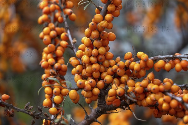 Ripe sea buckthorn fruits (Hippophae rhamnoides) on a bush, Darß, Mecklenburg-Western Pomerania, Germany