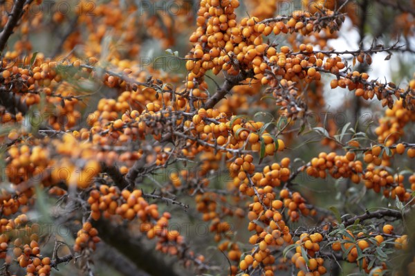 Ripe sea buckthorn fruits on a bush, Darß, Mecklenburg-Western Pomerania, Germany