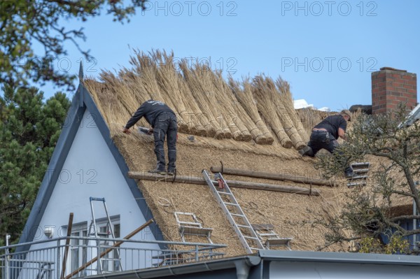 A thatched roof is covered, Wieck a. Darß, Baltic Sea, Mecklenburg-Western Pomerania, Germany
