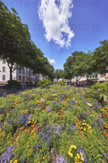 Garden area, flower bed, trees, general architecture, pedestrians as a secondary motif, blue sky, cumulus clouds, Schillerplatz, Mainz, state capital, district-free city, Rhineland-Palatinate, Germany