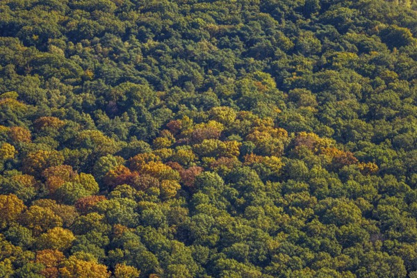 Aerial view, Pilsholz forest in autumn colors, Rhynern district, Hamm, Ruhr region, North Rhine-Westphalia, Germany, trees in autumn colors, DE, Europe, autumn, autumn colors, autumn mood, autumn forest colors, aerial photography, overview, bird's eye view, forest in autumn colors, autumn trees, autumn forest, overview