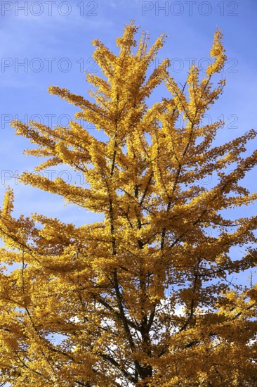 Ginkgo tree in autumn, Germany