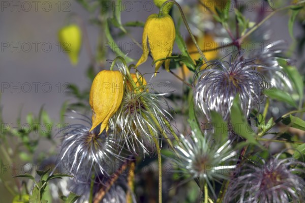 Gold Clematis (Clematis tangutica), Ahrenhoop, Darß, Mecklenburg-Western Pomerania, Germany