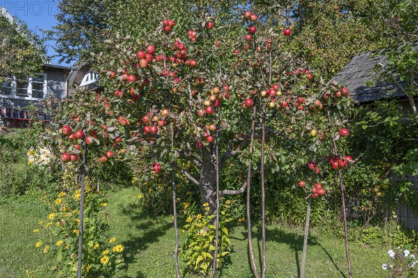 Ripe apples (Malus) on a tree in a garden, Ahrenshoop, Darß, Mecklenburg-Western Pomerania, Germany