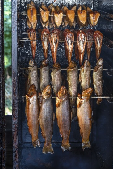 Different types of fish in a smoker, Ahrenshoop, Darß, Mecklenburg-Western Pomerania, Germany