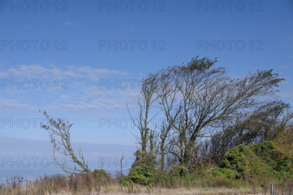 Sloping trees, so-called wind escapes on the Baltic Sea, Ahrenshopp, Darß, Mecklenburg-Western Pomerania, Germany
