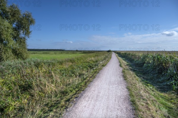 Footpath leads through the lagoon landscape, Baltic Sea, Ahrenshoop, Darß, Mecklenburg-Western Pomerania, Germany